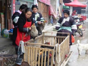 Conversation au sujet de poules