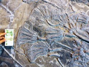 Echinoderme, Crinoïde