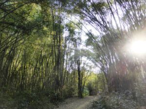 Forêt de bambous