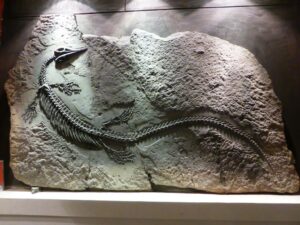 Fossile qu'on aimerait avoir dans sa collection !
