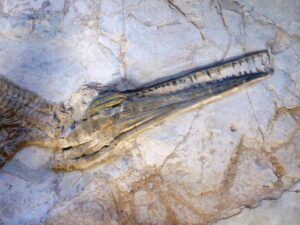 Ichtyosaure, Panjiangsaurus