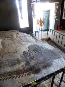 Ichtyosaure, Panjiangsaurus, in situ