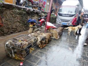 Ici, on vend des chiens, mais pour quoi en faire