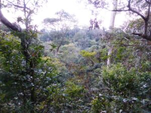 La forêt tropicale