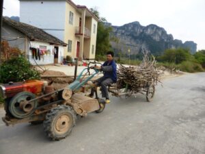 Récolte de canne à sucre