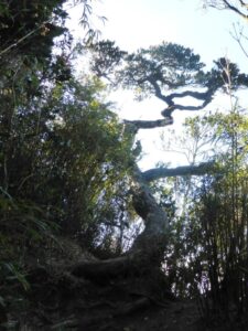 Un arbre compliqué