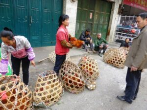 Un milliard de poulets égorgés pour la fête !