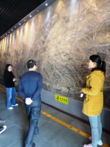 Un mur 15x4m couvert de crinoïdes