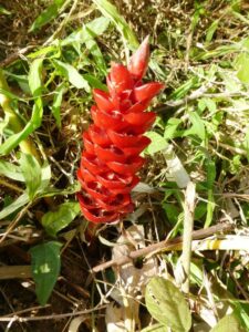 Une fleur étrange
