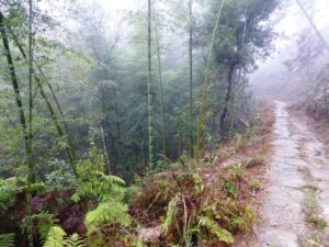 Forêt dans le brouillard
