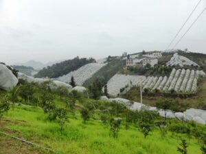 Plantation de kumquats 1