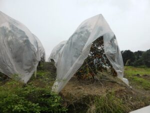 Plantation de kumquats 2