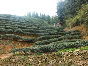 Plantation de thé