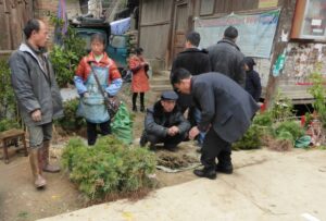 Pousses à replanter rapidement